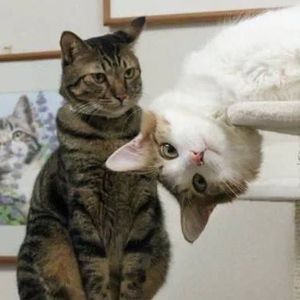 Meet your Posher, Pauline